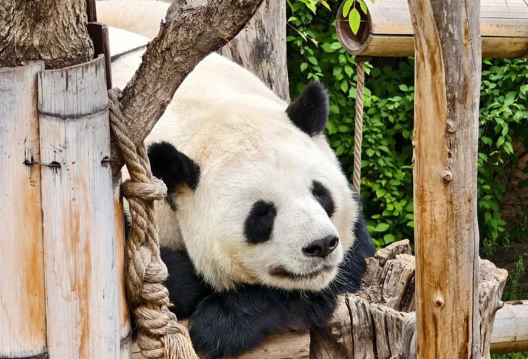 Giant panda resting its head on a wooden structure, eyes closed, in a cozy zoo enclosure with logs and green foliage nearby.Qinghai-Tibet Plateau Wildlife Park,Xining,Qinghai
