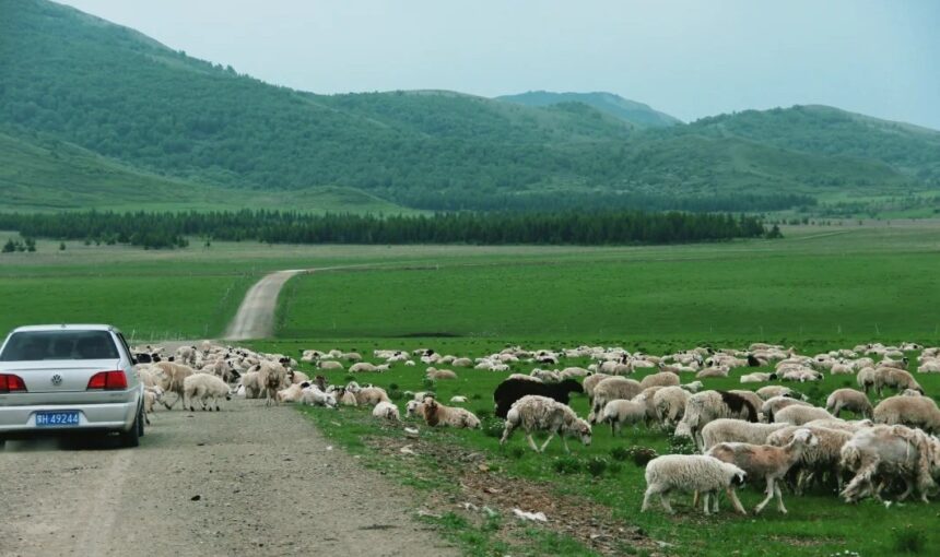 Your Guide to Visiting Xilingol Grassland from Hohhot