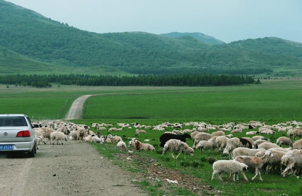 Silver car parked on a dirt road beside a large flock of sheep grazing in a green valley, with rolling hills in the distance.Xilingol Grassland,Hohhot,Inner Mongolia,Chinatravel