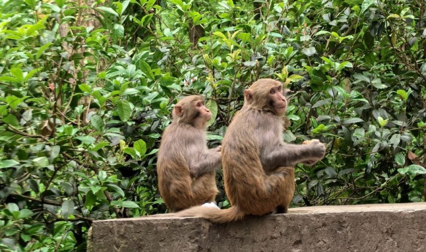 Visiting Guiyang Qianling Mountain Park Made Simple for Travelers