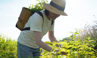 Dali Wellness Retreat,Dali,Chinatour Person in a wide-brimmed straw hat and light shirt harvests green plants in a sunlit field, carrying a woven basket on their back.