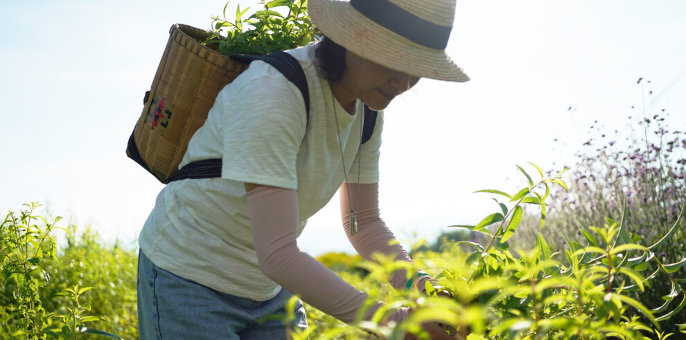 Person in a wide-brimmed straw hat and light shirt harvests green plants in a sunlit field, carrying a woven basket on their back.
