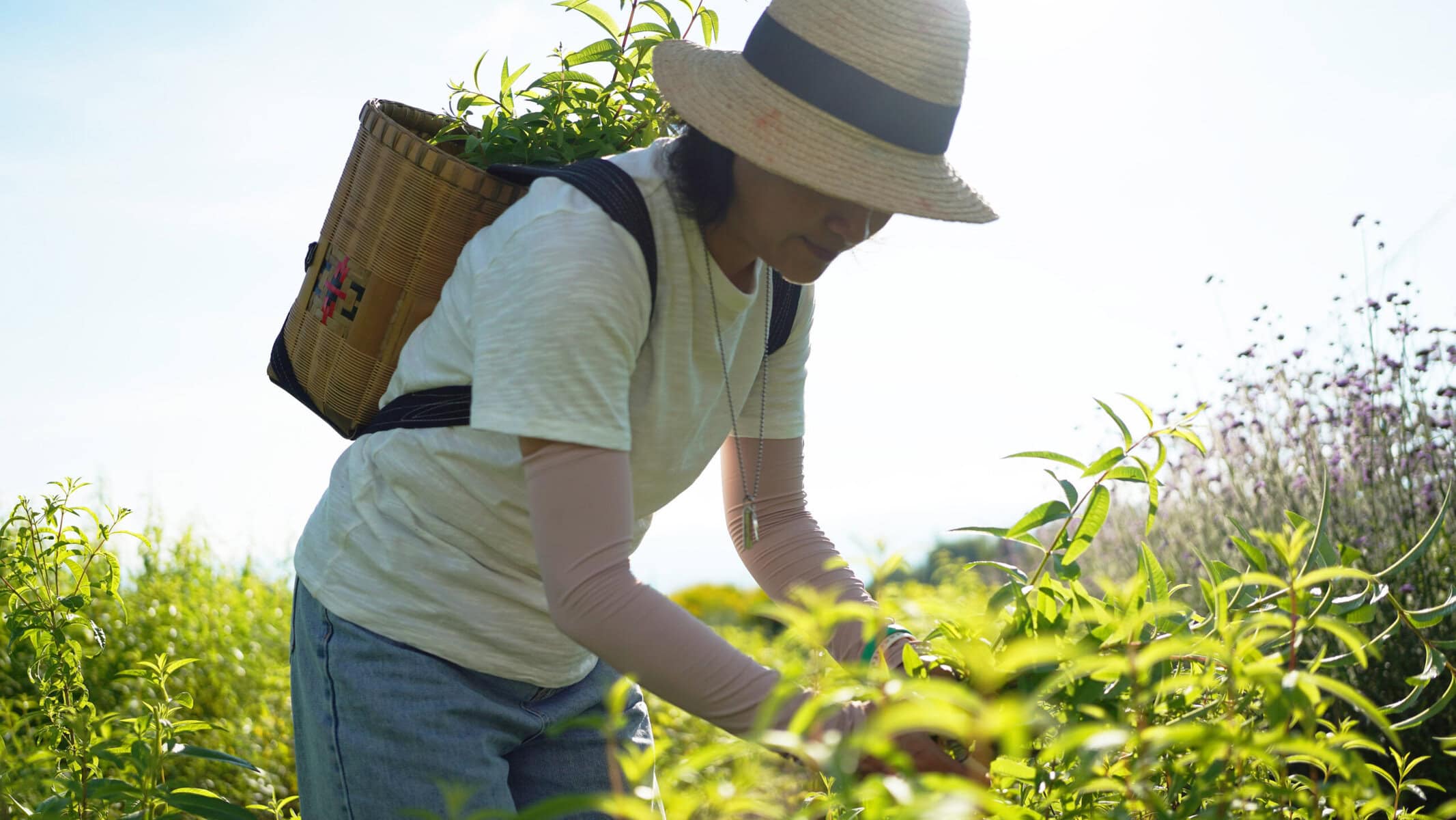 Dali Wellness Retreat,Dali,Chinatour Person in a wide-brimmed straw hat and light shirt harvests green plants in a sunlit field, carrying a woven basket on their back.