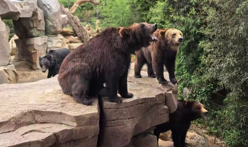 Kunming Wildlife Park Hours, Prices, and Location Made Simple