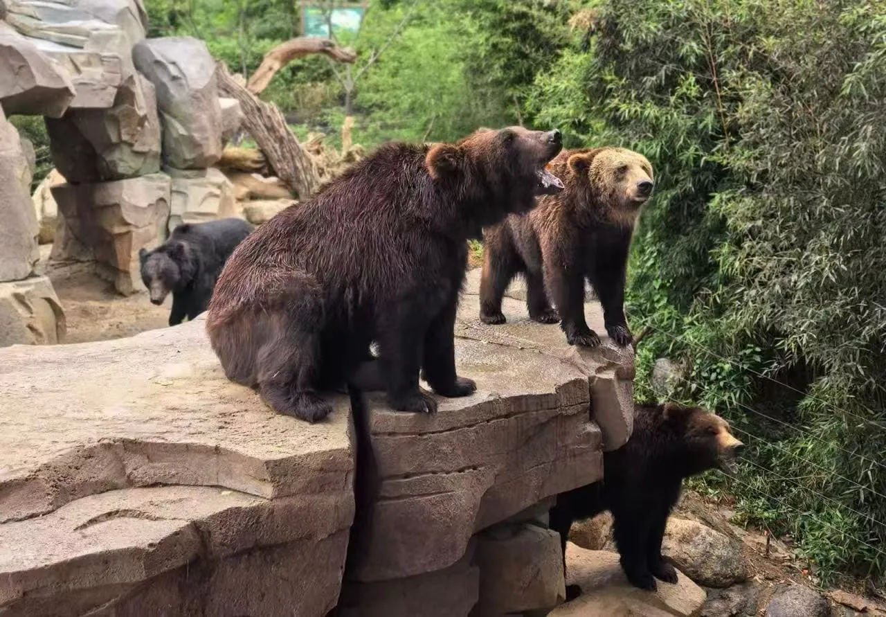 Brown bears on a rocky ledge, exploring a naturalistic enclosure with green vegetation nearby.Kunming Wildlife Park,Kunming,Yunnan ,Chinatravel