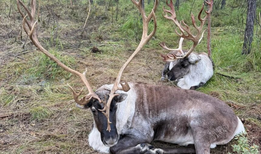How to Visit the Hulunbuir Aoluguya Reindeer Tribe for an Authentic Experience