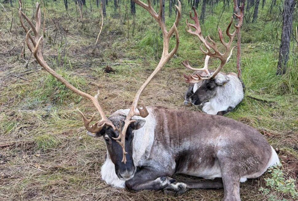 Aoluguya Reindeer Tribe​,Hulunbuir,Chinatour Two large deer-like animals with impressive antlers resting on pine needle ground in a forest clearing.