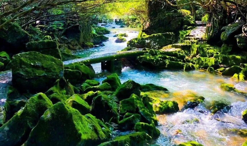 Your Essential Guide to Exploring Libo Karst Forest in Guiyang