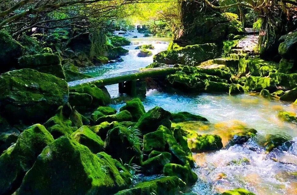 Moss-covered rocks line a forest stream with a fallen log bridging the water.Libo Karst Forest,Guiyang,Guizhou