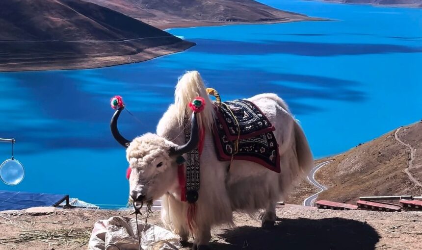 Lhasa Yamdrok Lake Adventure: What to Expect and How to Prepare