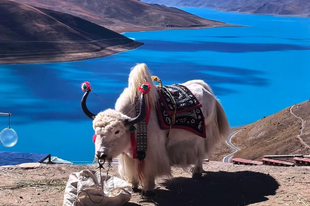 White yak wearing a decorative saddle stands by a bright blue lake and brown mountains in a remote landscape.Yamdrok Lake,Lhasa,Tibet,Chinatravel