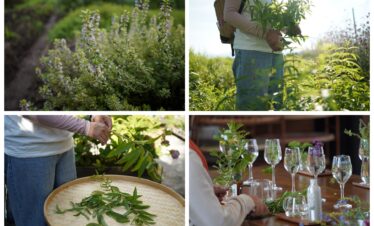 Dali Wellness Retreat,Dali,Chinatour Collage of herb harvesting: thyme in a garden, a person gathering herbs, trimming leaves over a woven basket, and a table set with wine glasses and fresh herbs.