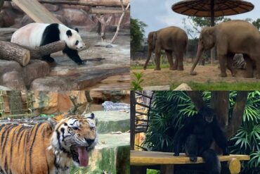 Nanning Zoo & Amusement Park,Nanning,Guangxi,Chinaexplorertourr Collage showing a panda on logs, two elephants walking in a yard, a tiger panting with its tongue out, and a chimpanzee sitting in greenery at a enclosure.