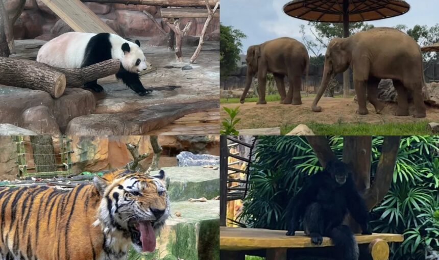 Insider Tips for Exploring Nanning Zoo & Amusement Park