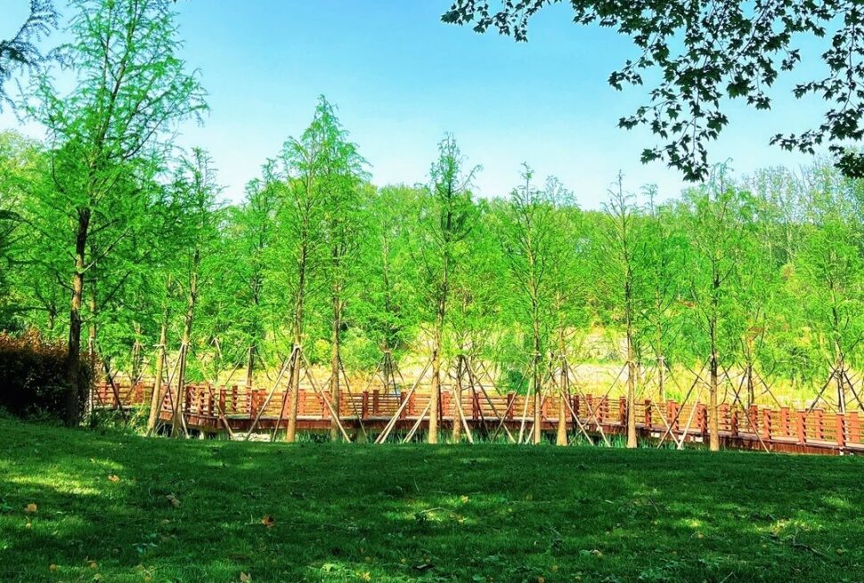 Zhengzhou Forest Park,Zhengzhou,Henan,Chinaexplorertour Park scene with a wooden boardwalk bordered by young trees and lush green grass under a clear blue sky.