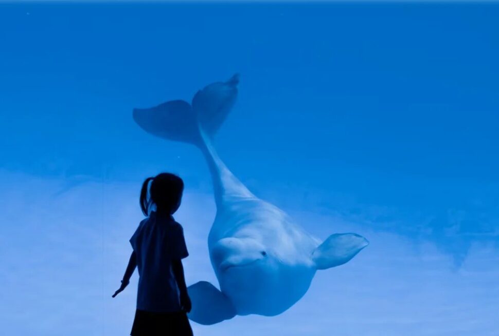 Haikou Happy World,Haikou,Hainan,Chinaexplorertour Child silhouette watches a beluga whale gliding through bright blue water in an aquarium view.