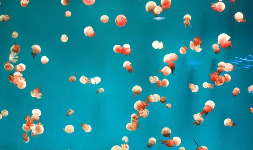 How to Buy Tickets and Plan Your Visit to Dalian Sun Asia Ocean World