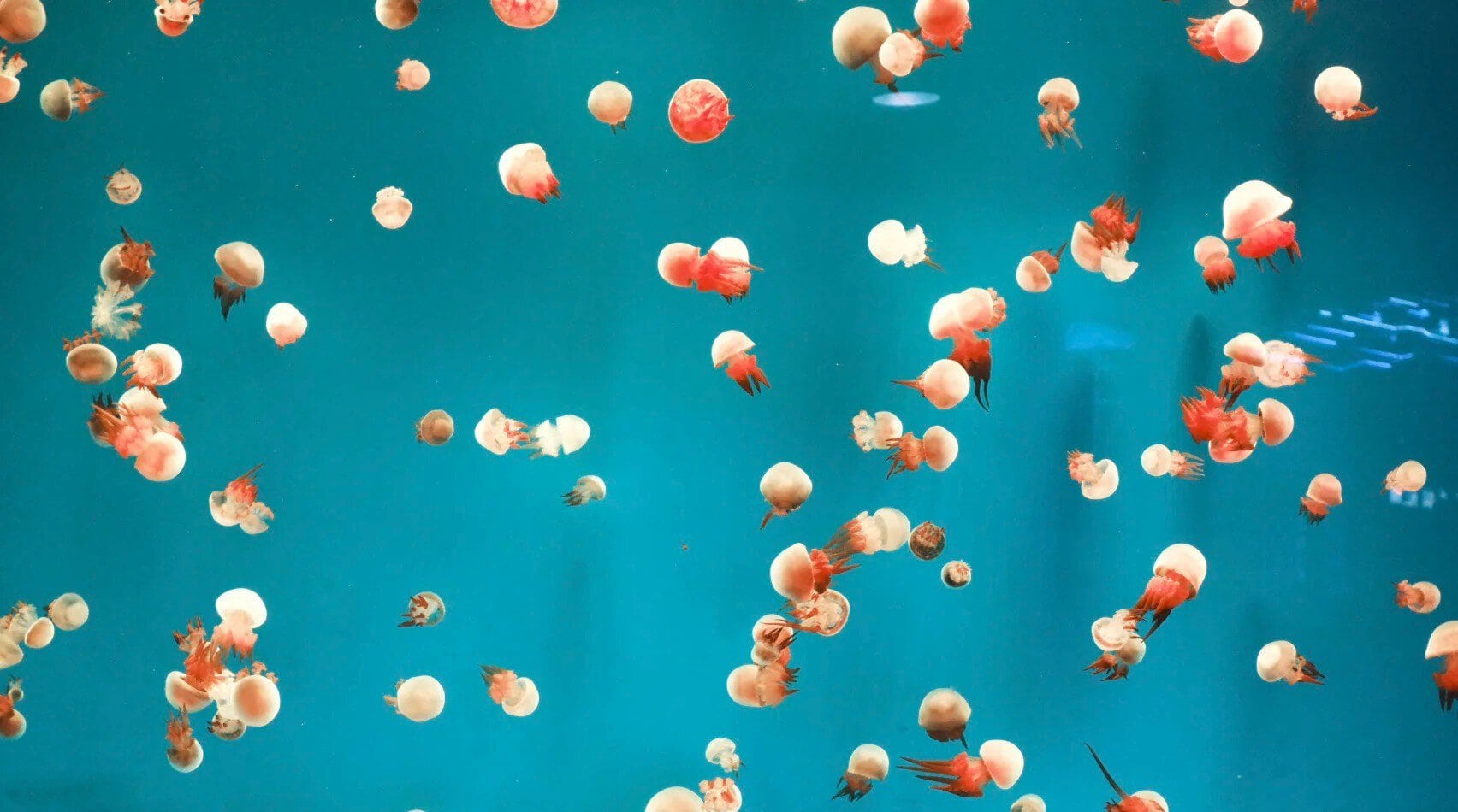 Dalian Sun Asia Ocean World,Dalian,Liaoning,Chinatravel Jellyfish with white bells and red tentacles drift through turquoise blue water in an underwater scene.