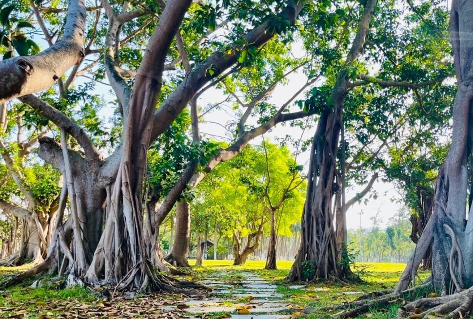 Holiday Beach,Haikou,Hainan,Chinaexplorertour Grove of banyan trees with exposed roots along a stone path in sunlight