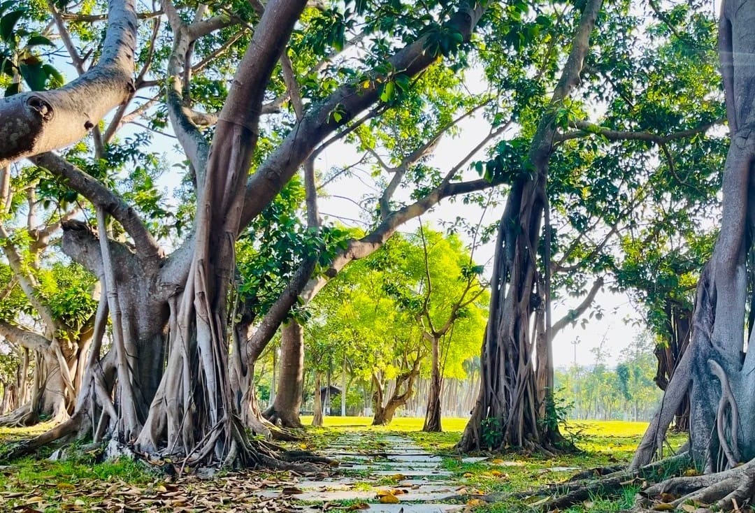 Holiday Beach,Haikou,Hainan,Chinaexplorertour Grove of banyan trees with exposed roots along a stone path in sunlight