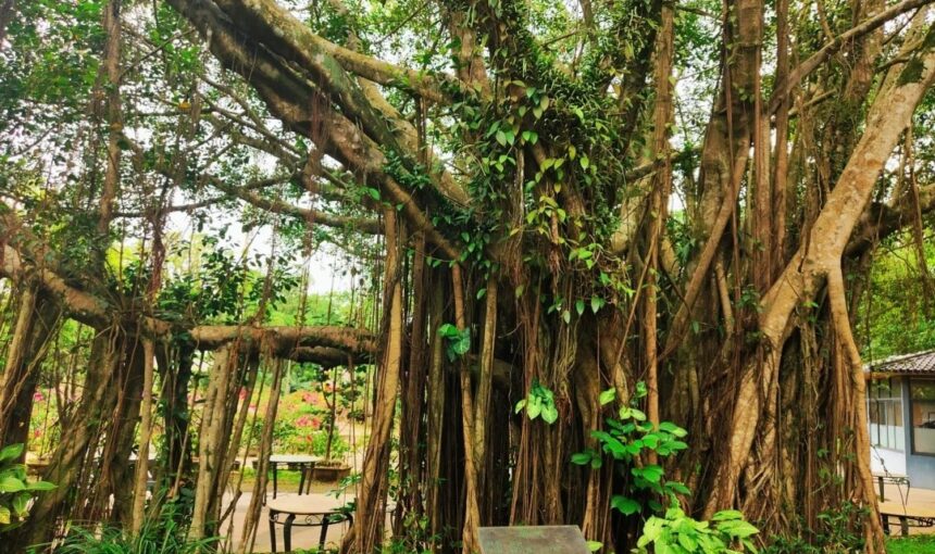 Must-See Highlights and Tips for Haikou Volcano Crater Park