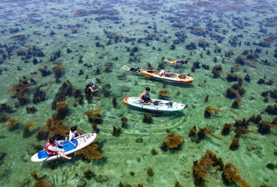 Weizhou Island,Beiahi,Guangxi,Chinaexplorertour Group of people on paddleboards and swimming in clear tropical water with seaweed and rocky bottom.