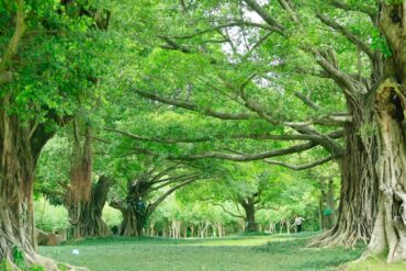 Nanhu Lake Park,Nanning,Guangxi,Chinaexplorertour Park scene with large banyan trees and intertwined roots, green canopy overhead, a person walking in the distance.