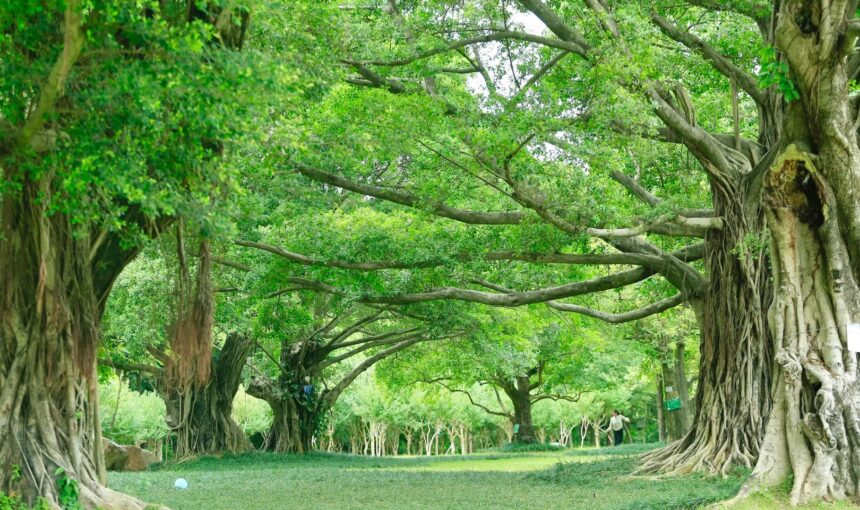 Essential Tips for Visiting Nanhu Lake Park in Nanning