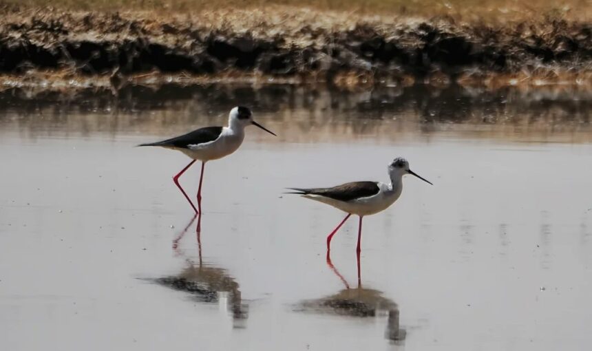 Exploring the Birdwatching Trails of Ningxia Shahu Lake