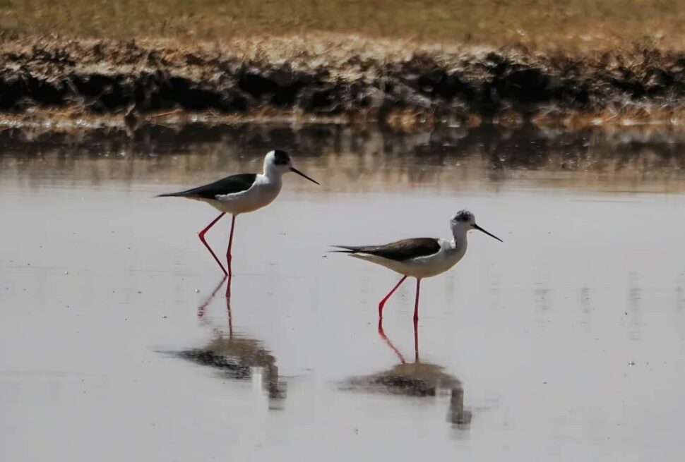 Shahu Lake (Sand Lake) Scenic Area,Yinchuan,Ningxia,Chinatravel Two black-necked stilts wading in a shallow pool, their long red legs reflected in the water.