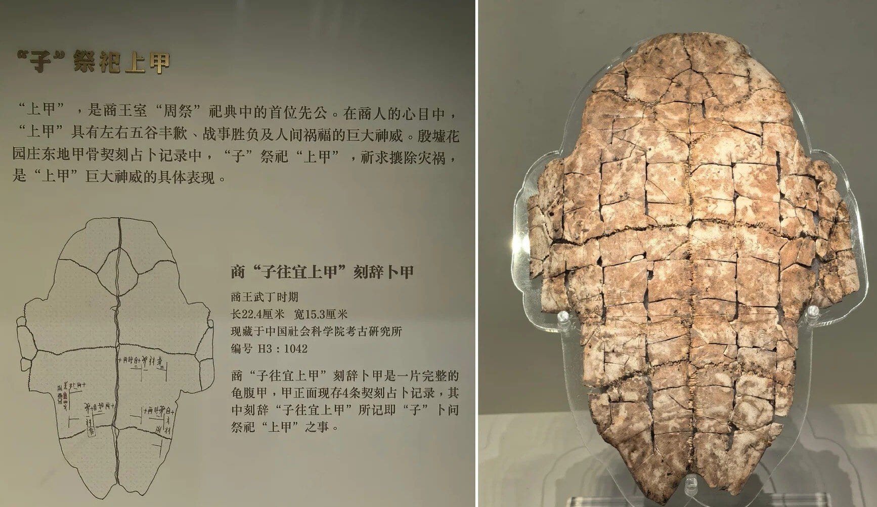 Anyang Museum,Anyang,Henan,Chinaexplorertour Museum exhibit panel explaining the 'Shang Jia' ritual with a diagram of a tortoise shell; adjacent cracked ancient relic on display.