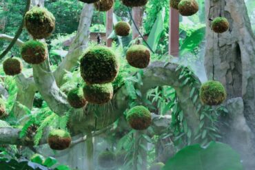 Qingxiu Mountain Scenic Area,Nanning,Guangxi,Chinaexplorertour Hanging moss balls suspended from strings in a lush greenhouse with ferns and trees in the background.