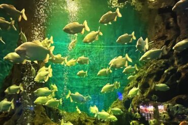 Tiger Beach Ocean Park,Dalian,Liaoning,Chinatravel School of yellow-green fish swimming through a green-lit aquarium with rocky walls and bubbles.
