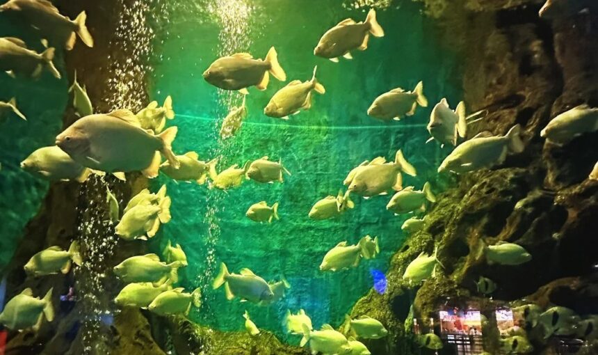 Family-Friendly Activities at Dalian Tiger Beach Ocean Park