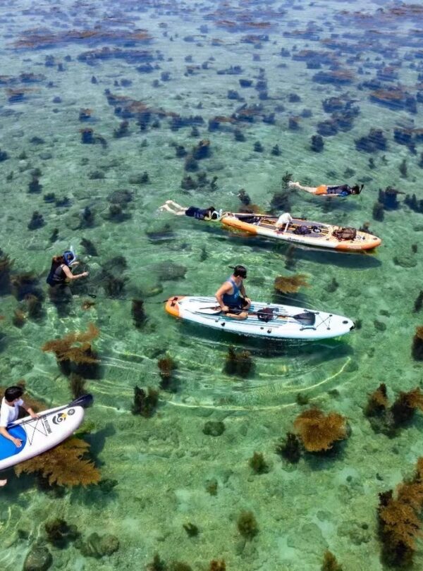 Weizhou Island,Beiahi,Guangxi,Chinaexplorertour A group of people on stand-up paddleboards and snorkeling gear in crystal-clear shallow turquoise water with seaweed patches beneath.