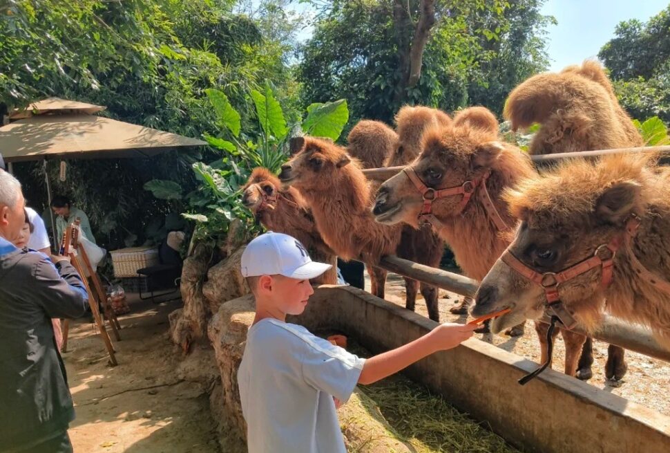 Haikou Botanical & Zoological Garden,Haikou,Hainan,Chinaexplorertour Boy in a white cap feeds a camel at a sunny petting zoo, with several camels lined up behind a railing and lush greenery nearby.