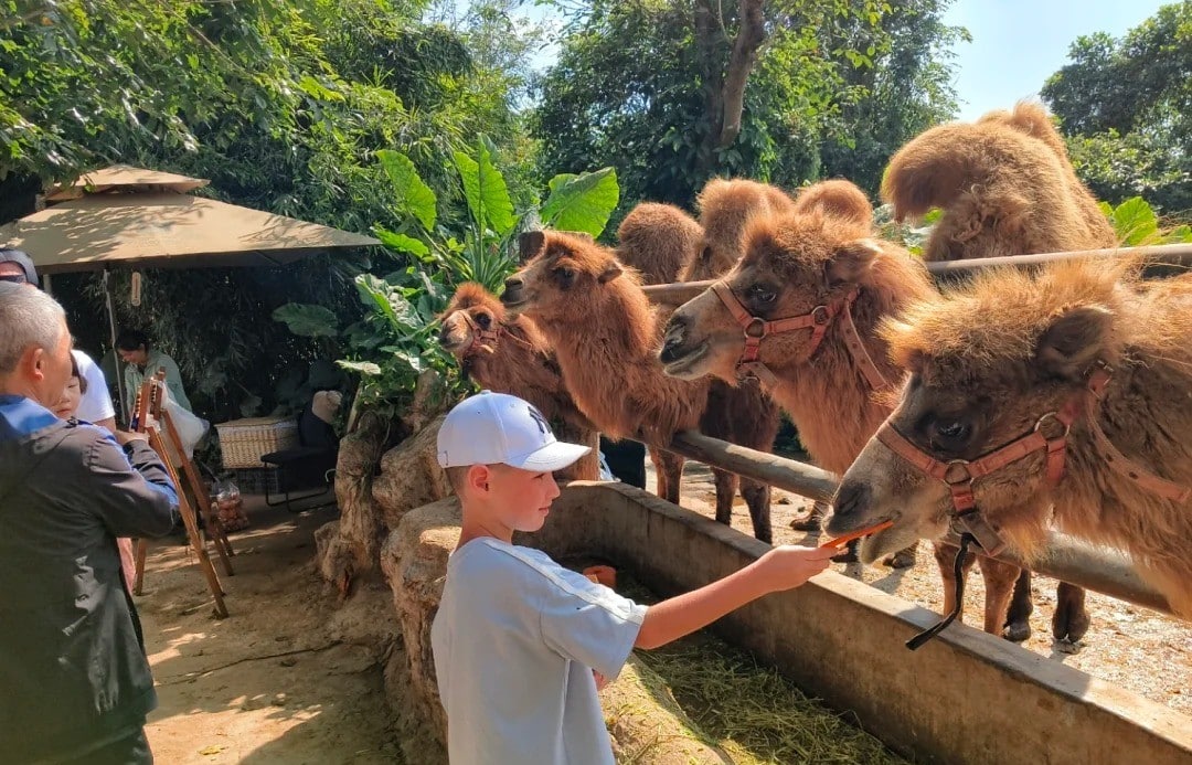 Haikou Botanical & Zoological Garden,Haikou,Hainan,Chinaexplorertour Boy in a white cap feeds a camel at a sunny petting zoo, with several camels lined up behind a railing and lush greenery nearby.
