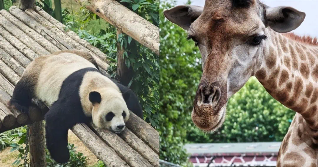 Dalian Forest Zoo,Dalian,Liaoning,Chinatravel Left: a panda resting on stacked wooden logs; right: a giraffe's head and neck with a leafy background.