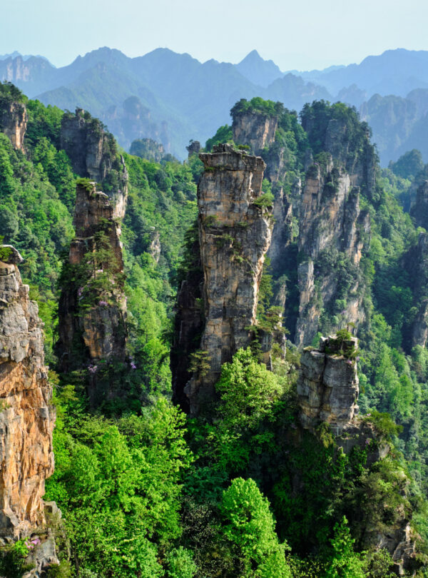 Hunan Weather,Hunan,Chinatrip Towering sandstone pillars rise from a lush green forest in a dramatic mountain landscape.