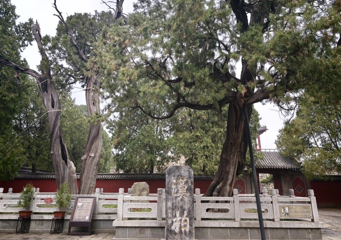 Ancient Chinese trees and stone monument at a historic site in China.
