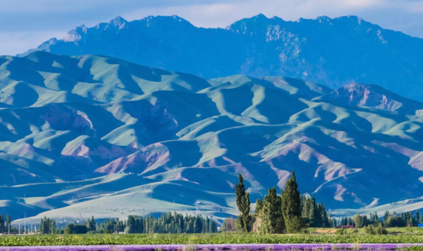 Travelers’ Guide to Yili Lavender Fields: When and How to Visit