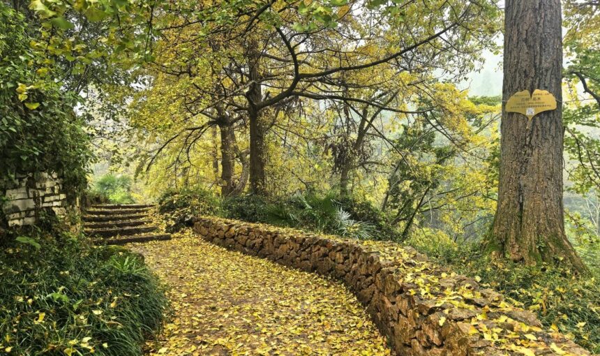 Complete Guide to Visiting Liupanshui Tuole Ancient Ginkgo Village