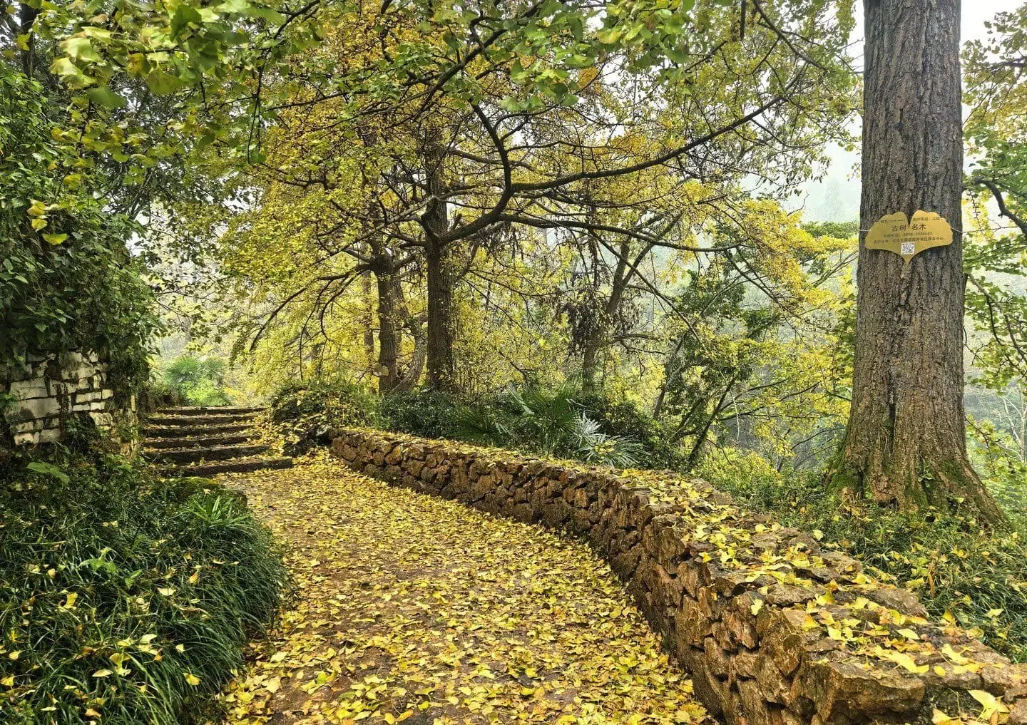 Leaf-strewn stone path through a forest, with a low stone wall on the right and yellow autumn leaves overhead.Tuole Ancient Ginkgo Village,Liupanshui,Guizhou