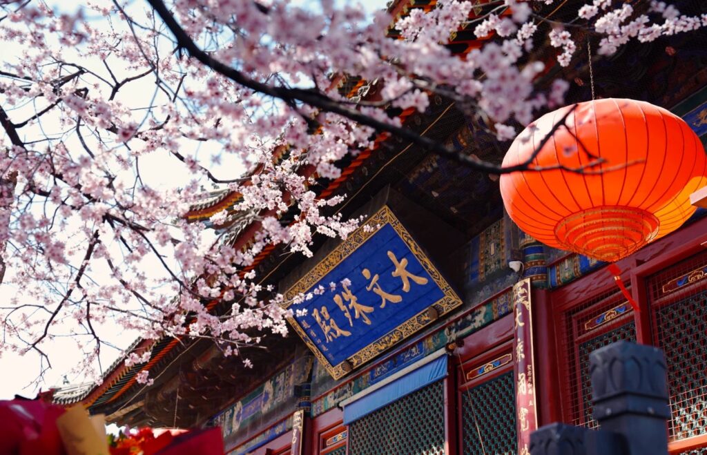 Cherry blossoms frame a traditional Chinese temple exterior with a blue plaque and red lanterns.