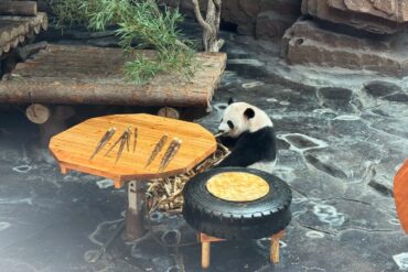 Giant panda eating bamboo at a wooden picnic-style table in a rocky zoo enclosure,Jinan Wildlife World,Jinan,Shandong,Chinatravel