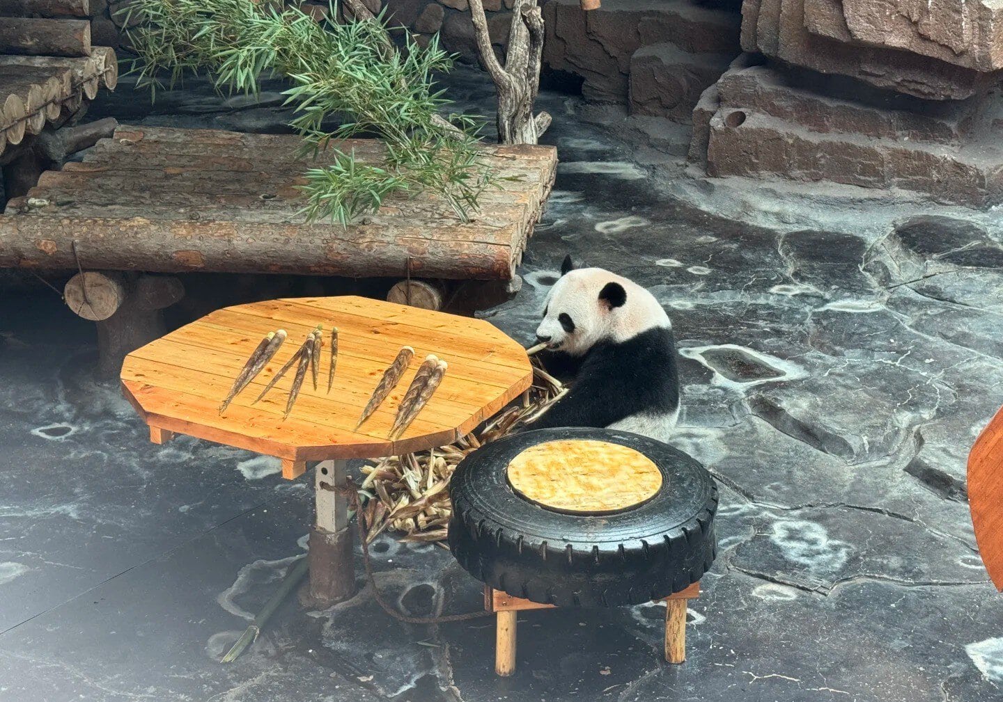 Giant panda eating bamboo at a wooden picnic-style table in a rocky zoo enclosure,Jinan Wildlife World,Jinan,Shandong,Chinatravel