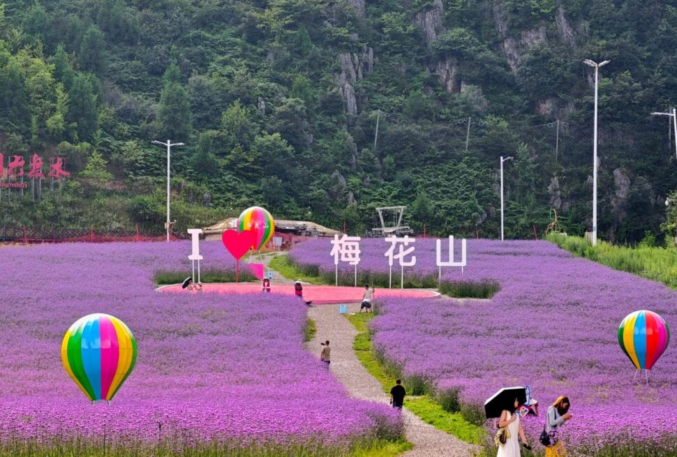 Vast field of purple flowers with a winding path, colorful balloons, and visitors near a sign reading 'I ❤️ 梅花山' against a forested hill background.Meihua Mountain,Liupanshui,Guizhou