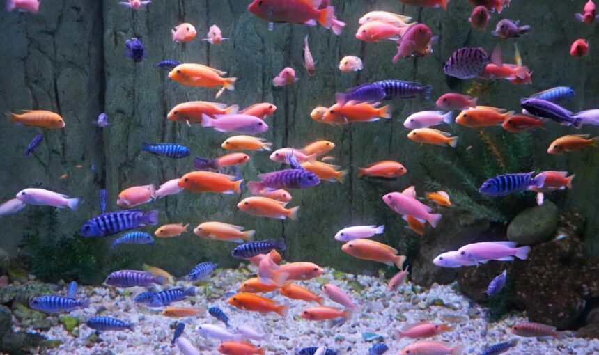 Family-Friendly Tips for Yantai Polar Ocean Park