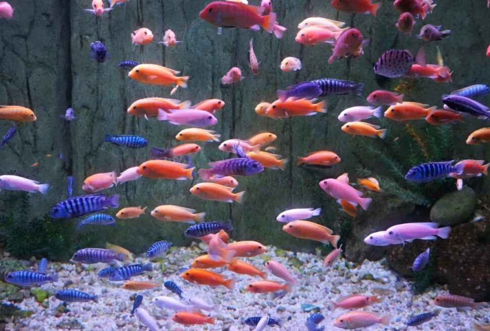 School of bright orange, purple, pink and blue tropical fish swimming in a glass aquarium with a pebbled bottom and green rocksYantai Polar Ocean Park,Yantai,Shandong,Chinatravel