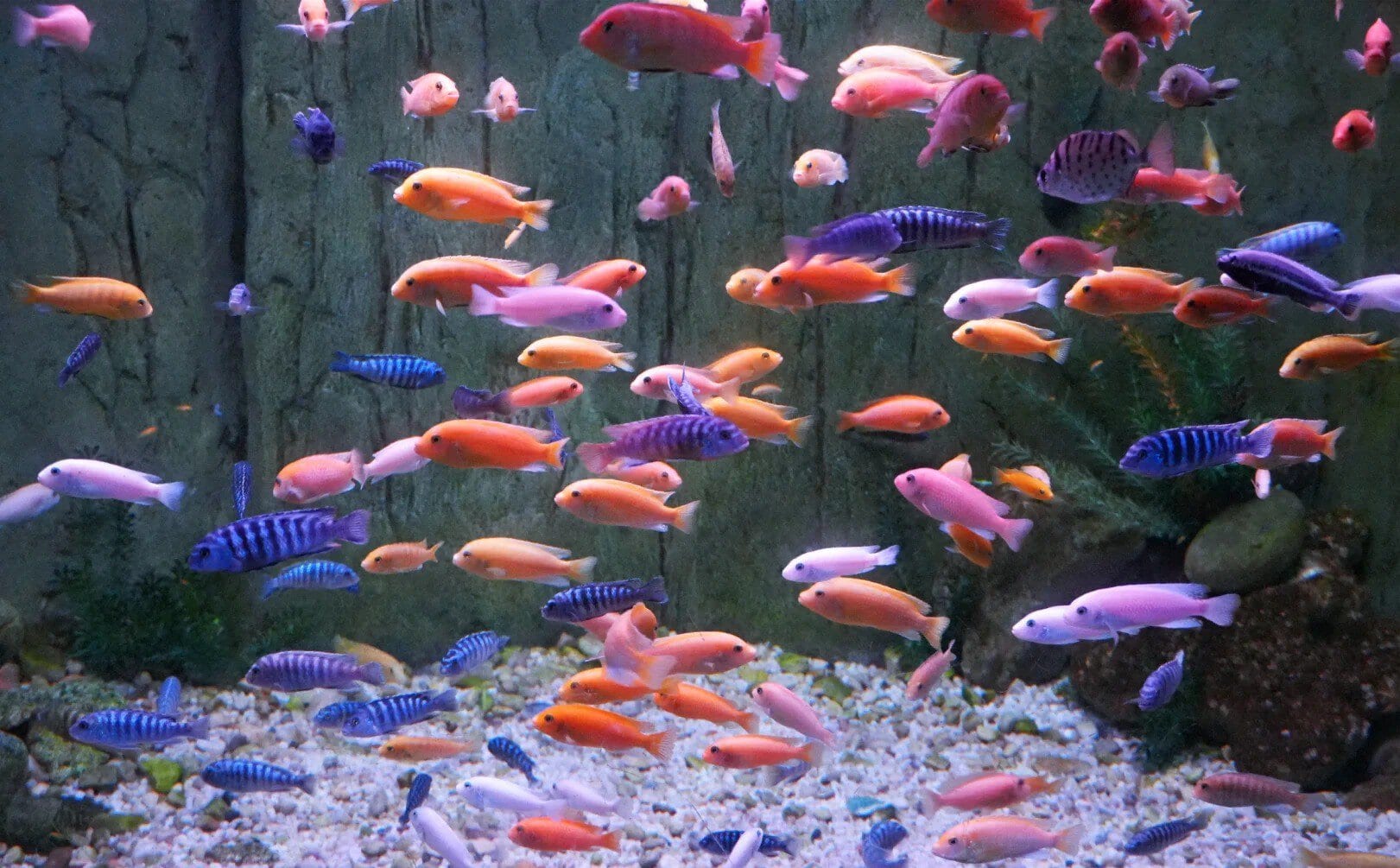 School of bright orange, purple, pink and blue tropical fish swimming in a glass aquarium with a pebbled bottom and green rocksYantai Polar Ocean Park,Yantai,Shandong,Chinatravel